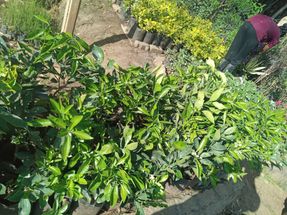 Orange, lemon and other saplings